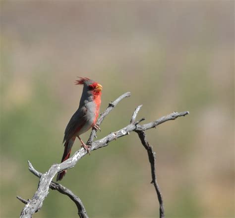 Pyrrhuloxia Cardinalis Sinuatus Catalina State Park Tuc Flickr