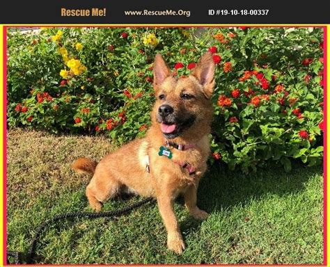 We film weekly with the pets in our rescue to help their potential forever families. ADOPT 19101800337 ~ Corgi Rescue ~ Scottsdale, AZ