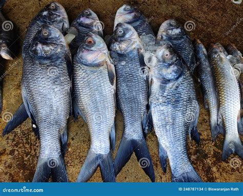 Lots Of Catla Carp Fish Arranged In Line Row For Sale In Indian Fish
