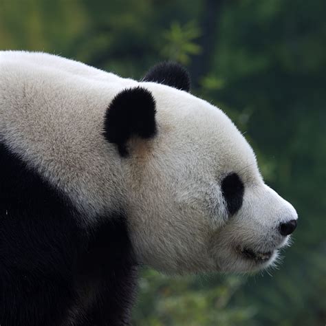 Giant Panda National Park 2 Guardians Of Giant Pandas Cgtn