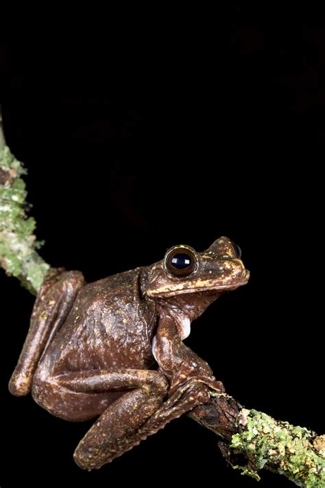 Extinct Frog Amphibian Rescue And Conservation Project