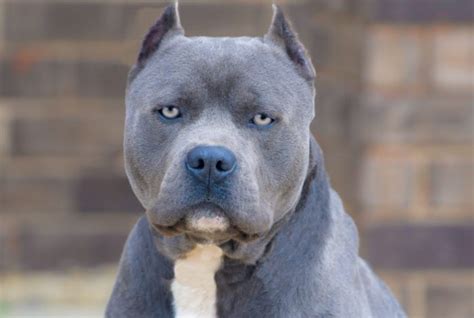Blue Nose Pit Bulls Important Facts You Should Know