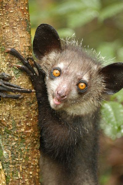 Madagascar Rainforest Animals Facts Rainforest Animal