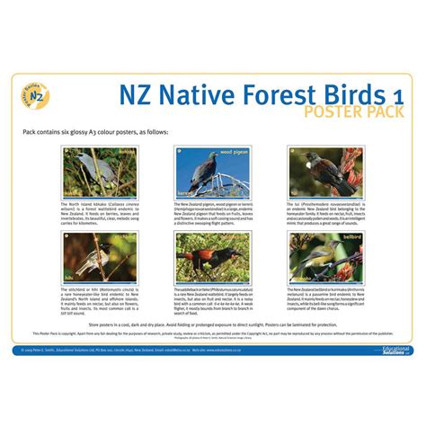 Nz Native Forest Birds 1 Science Resource Box