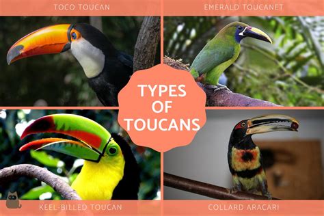 Types Of Toucans Different Toucan Species With Photos