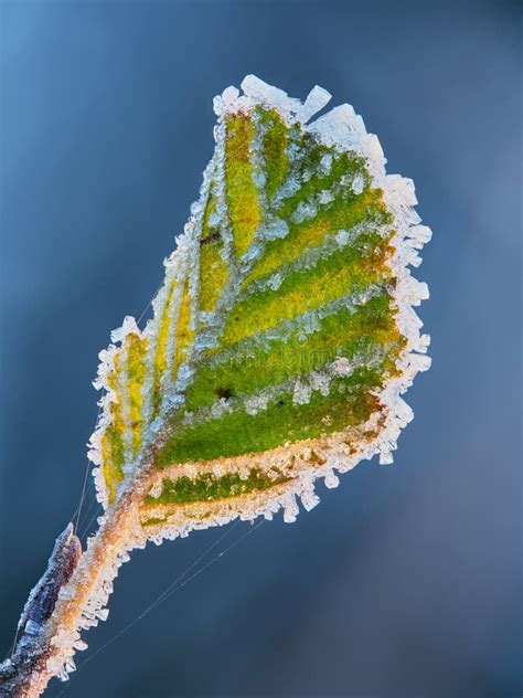 Ice Crystals On A Green Leaf Stock Photo Image Of Crystals Iced