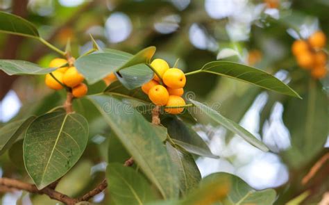 Yellow Berries On A Tree Stock Image Image Of Ripe 176347525