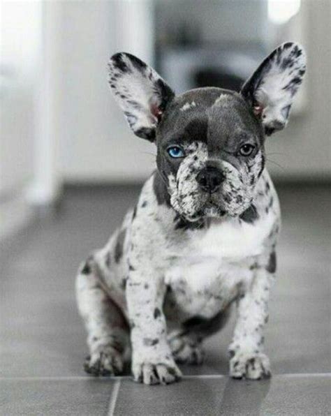 Blue Rare French Bulldog Puppies Pets Lovers