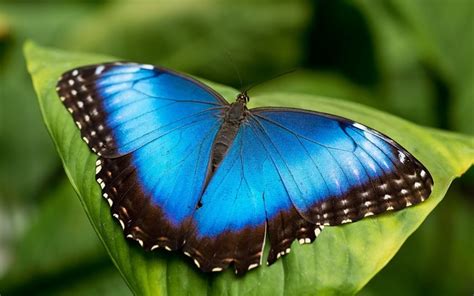 15 Mariposas únicas Y Hermosas