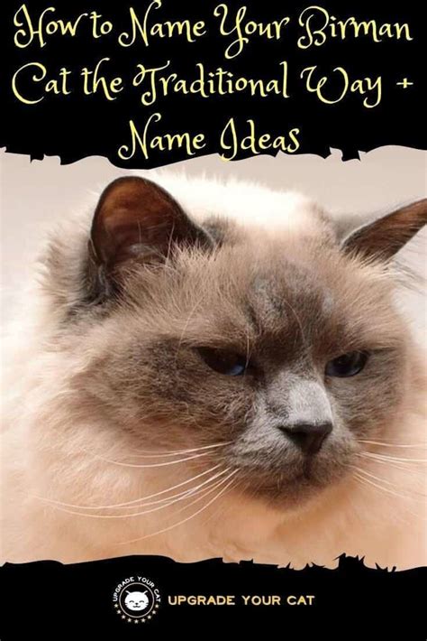 If you are looking for cute cat names to go along with your new cute little kitten, then you've come to the perfect place. Traditional Birman Cat Names: How to Name Your Birman the ...