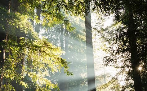 Green Leafed Tall Trees With Sunbeam Photo Mac Wallpaper Download