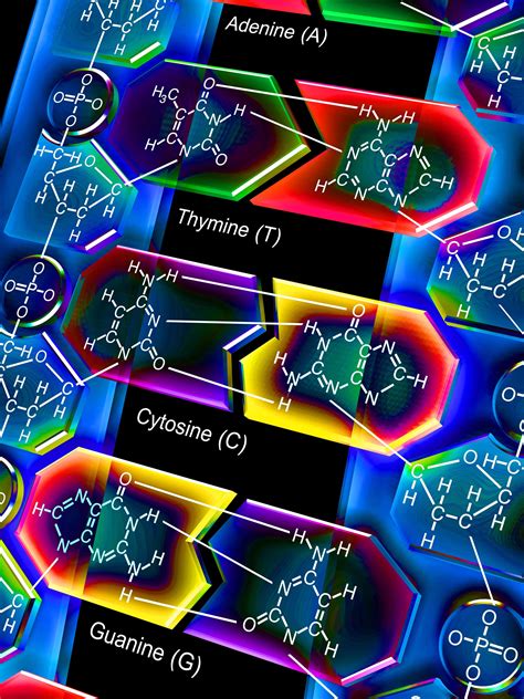 Ácidos Nucleicos Estructura Y Función