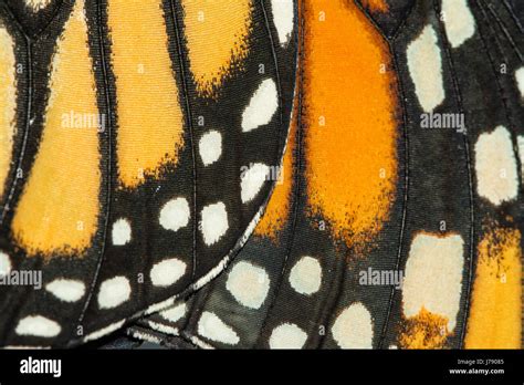 Monarch Butterfly Colors Hi Res Stock Photography And Images Alamy