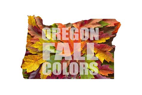 Oregon Maple Leaves Mixed Fall Colors Text Photograph By