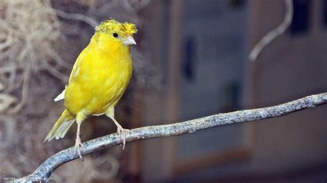 Download Tiny Yellow Bird Wallpaper