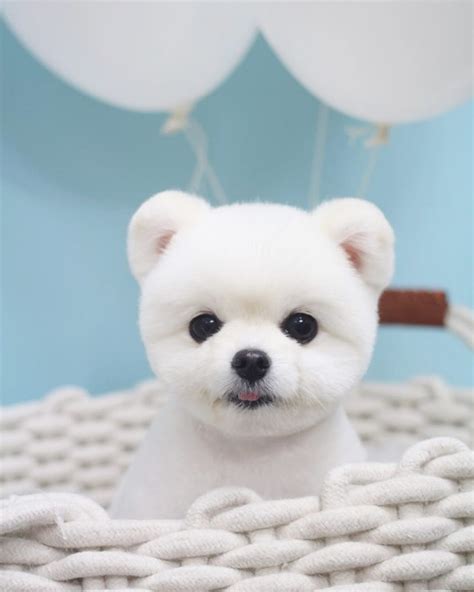 White Teddy Bear Pomeranian