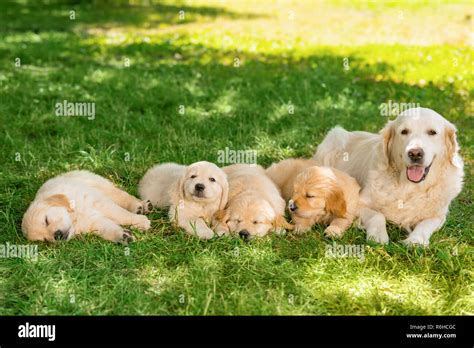 Golden Retriever Mother And Puppies Stock Photo Alamy