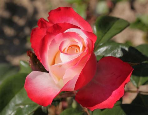 Hybrid Tea Rose Wilson Rose Garden
