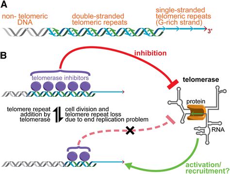 How Telomerase Reaches Its End Mechanism Of Telomerase Regulation By