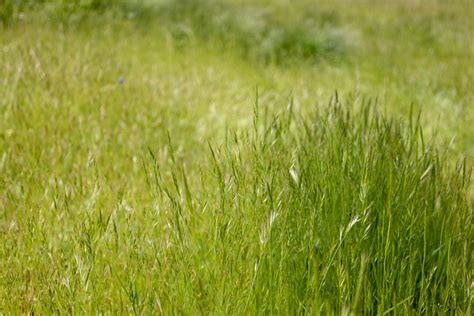 Grass Field Nature Free Photo On Pixabay Pixabay
