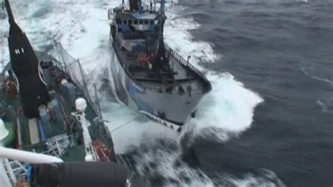 The Ss Bob Barker Rams Research Vessel Yushin Maru No3 Abc News