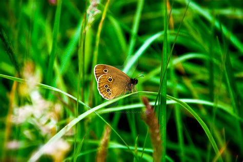 Single Wild Butterfly By Tmcrphotography On Deviantart