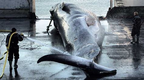 Petition · Fin Whales To Be Hunted Again—help End This United States