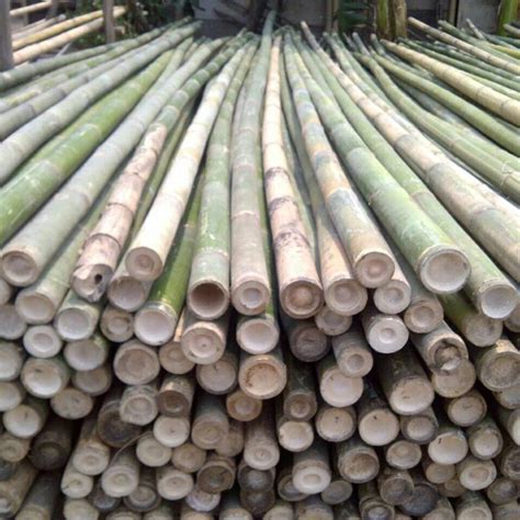 Jual Bambu Steger Panjang 6meter Jakarta Utara Ud Sudagar Berkah