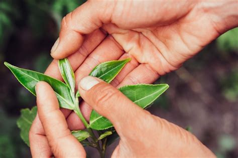 How To Grow Your Own Tea At Home