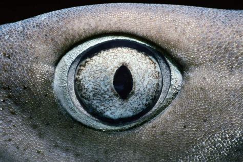 Eye Of Whitetip Reef Shark Triaenodon Obesus Cocos Island Costa