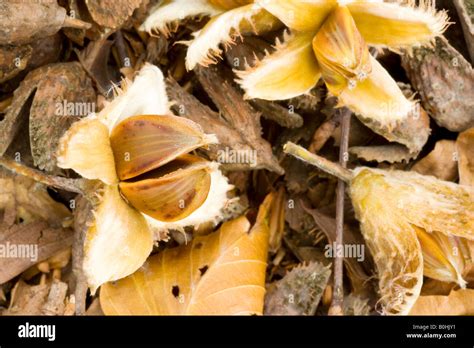 Seed Cases Of Beech Tree Stock Photo Alamy