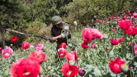 Plantíos Ilícitos De Amapola En México Crece 12 Incrementando El