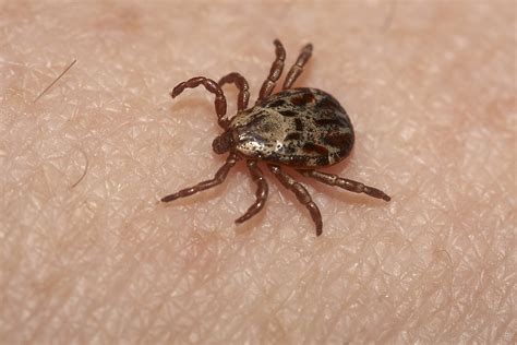 How To Tell The Difference Between A Dog Tick And A Deer Tick