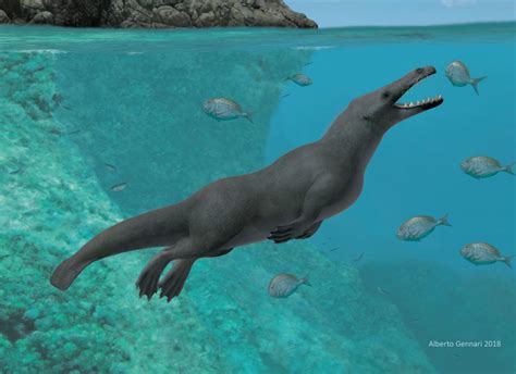 Prehistoric Four Legged Whale Found On Peruvian Coast