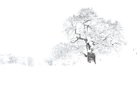 Two Walks In Winter Winter Woods By Sonoma Scent Studio