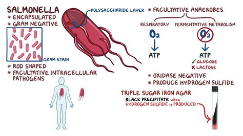 Salmonella Typhi Typhoid Fever Video And Anatomy Osmosis