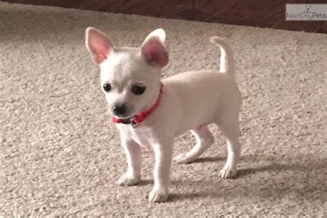 Youll Love This Female Chihuahua Puppy Looking For A New Home