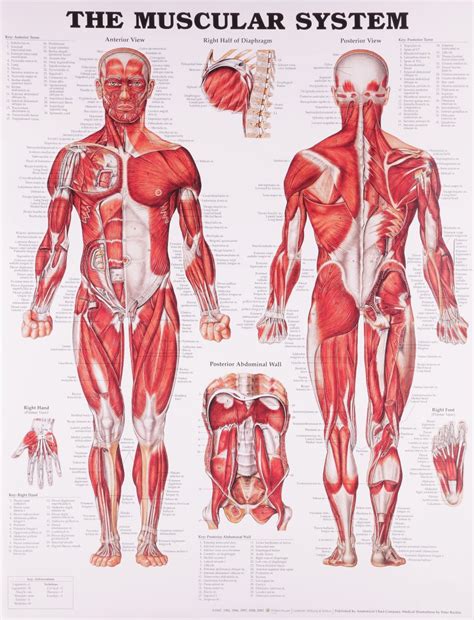 How Many Muscles Are There In The Human Body Info Curiosity