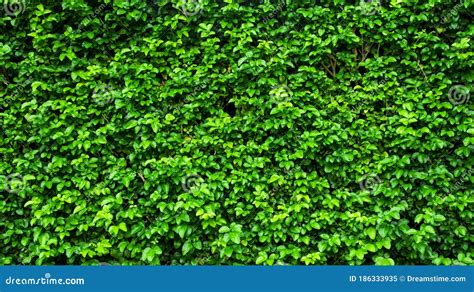 Green Leaf Backdrop Stock Image Image Of Foliage Background 186333935