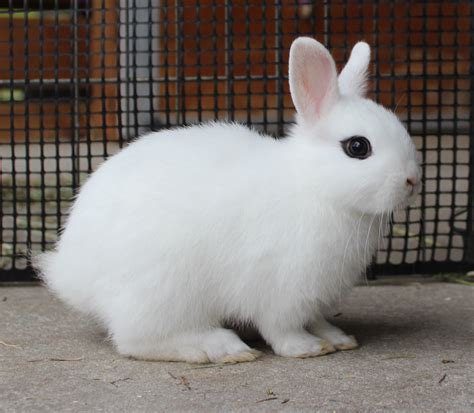 ~ Dwarf Hotot Rabbit ~ Baby Animal Nursery Cute Animals Cute Bunny