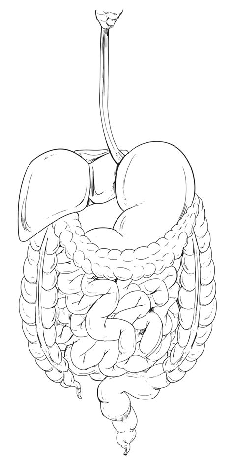 Sección Aislada Del Dibujo Del Sistema Digestivo Humano Vector Png