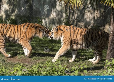 Two Tigers Fight In A Zoo Stock Image Image Of Tigers 146552205