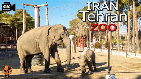 Iran Tehran Walking Tour Eram Park Zoo Iran Walk 4k Youtube