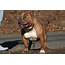 Pudge American Bully  Breed Photos This Is