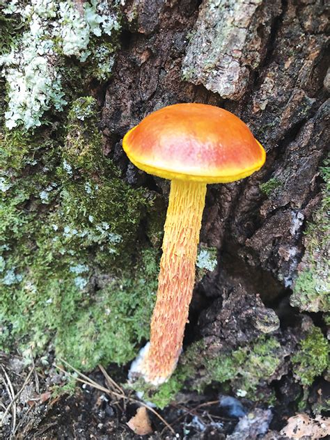 Alabamas Biodiversity Makes It A Haven For Mushrooms