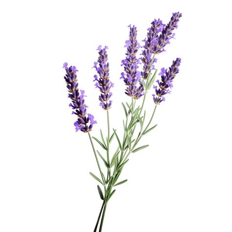 Premium Ai Image English Lavender