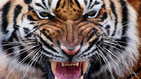 Angry Tiger Hd Wallpaper 4k Denue Voconesto