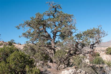 Pinus Monophylla Singleleaf Piñon