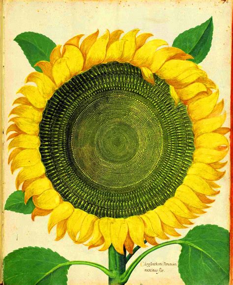 25 Free Vintage Printable Floral Images Art