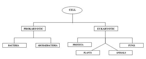 Cell Structure Structure Types Functions And Interesting Facts